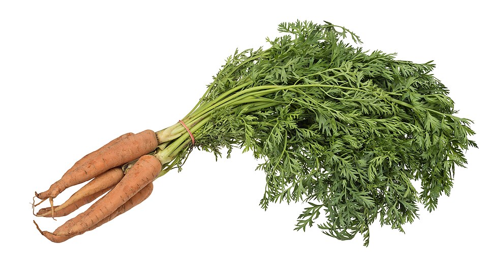جزر طازج