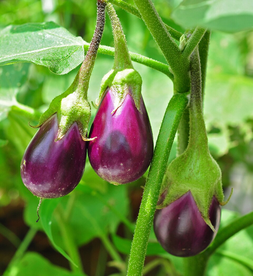 باذنجان أسود